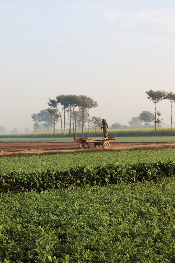 Services Farmer riding a horse-drawn cart through lush fields under a clear sky.