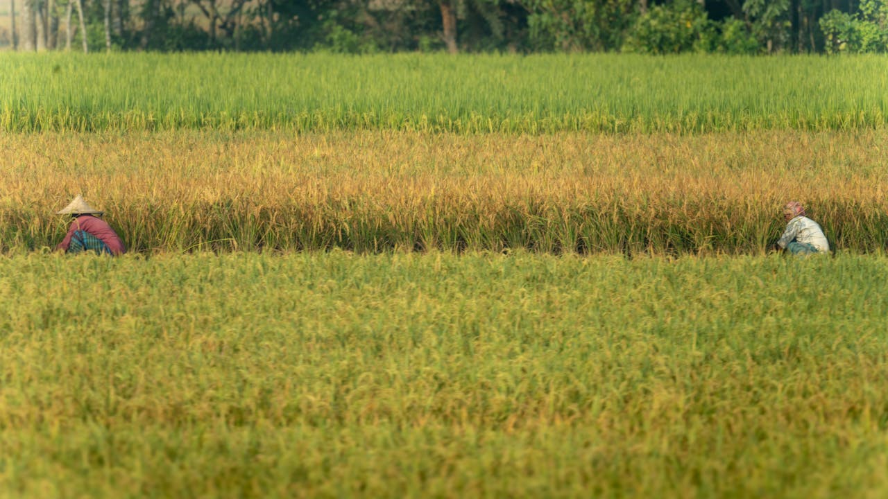 Services Two farmers tending to lush rice fields during harvest season, showcasing agricultural life.