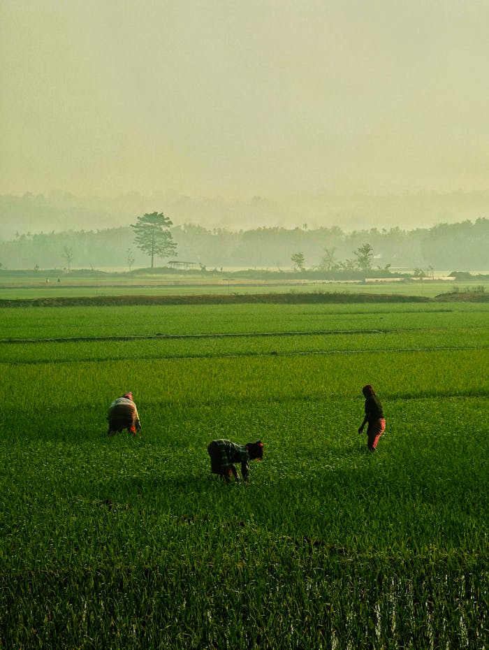 About Three farmers working in a vibrant green rice field during sunrise, capturing rural agriculture's essence.