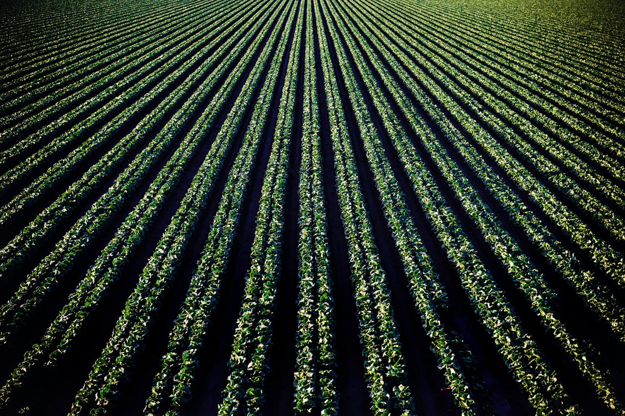The Art of Drawing Readers In: Your attractive post title goes here Aerial perspective of lush croplands in Santa Maria, California.